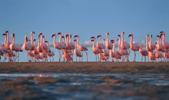 walvis-bay-flamingos-namibia